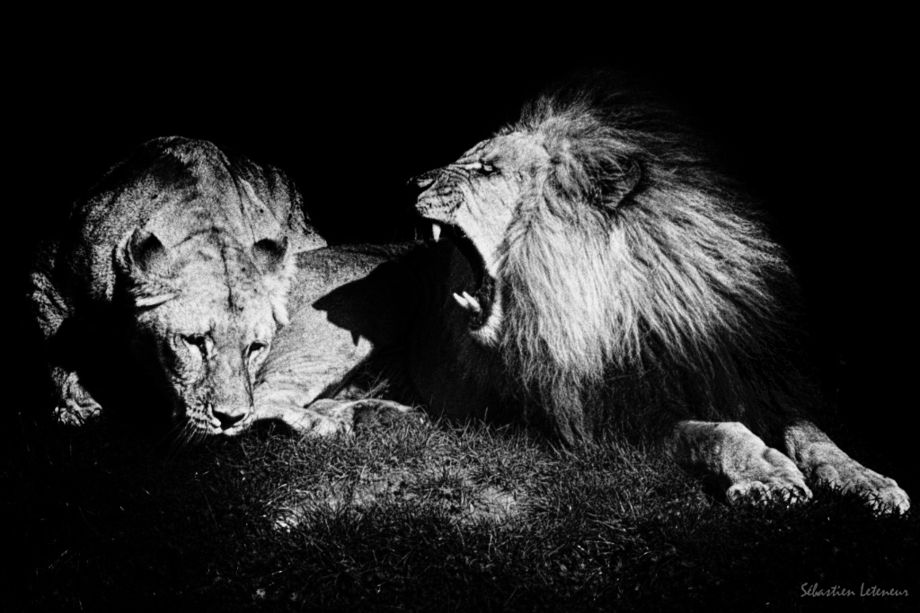 Lions de l'Angola (Panthera leo bleyenberghi)